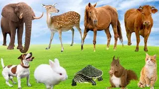 Cute Animal Sounds: Elephant, Monkey, Parrot, Squirrel, Peacock, Rabbit, Cow, Dog, Cat...