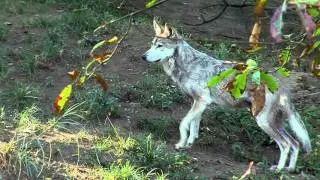 Mexican Wolves - Cincinnati Zoo