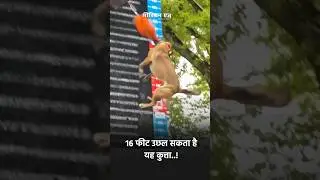 #StrongDog #DogPower #MightyDog #SuperDog #DogGoals #PowerfulPup #DogStrength #Dog #AthleticDog