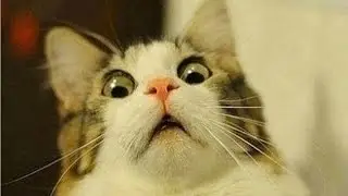 შეეცადეთ დარჩეთ სერიოზულები (cat edition)