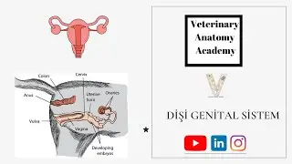 Dişi genital sistem