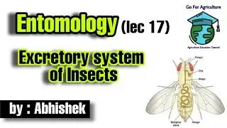 Excretory system of Insects • Entomology lec 17 • Go For Agriculture Education • #icar #bhu #ibps