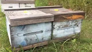 a Canadian Beekeeper&rsquo;s Blog - mini rant