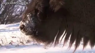 Febru&aacute;r 2017 - Zubor lesn&yacute; (lat. Bison bonasus)