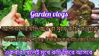 Know the benefits of medicinal properties of sivuli leaves🌿🧿#garden#greenplants#houseplants #gree...