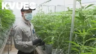 Texas expands Compassionate Use Program with new cannabis licenses