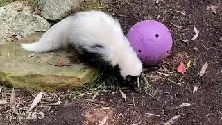 Zoo EDventures: Predator Avoidance