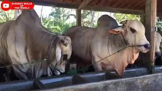 Ongole bulls from setia Farm Indonesia