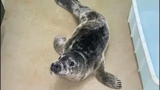 Seal Rescue with George on the Piper Pa32. See full video on  