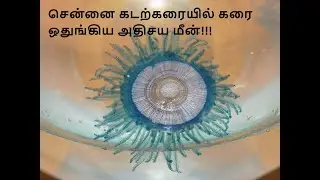கடற்கரையில் கரை ஒதுங்கிய அதிசய மீன் Blue button jellyfish in Chennai seashore jellyfish movements