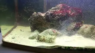 Sepia vs cangrejo (cuttlefish vs crab) 