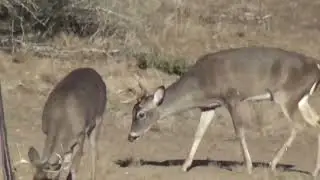 Two nice young bucks  before the rut and afterwards