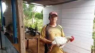 Abatemos o frango e nasceu os pintinho da galizé fogo no vizinho 🎇🎇🎇🎇🎇🎇