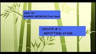 HOW TO: Growing bamboo from seeds FAST. ✔ Update#3. -Repotting stage