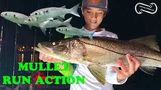 HAPPY MUGIL DAY!! POMPANO BEACH MULLET RUN ACTION SNOOK GROUPER AND HYBRID SNAPPER