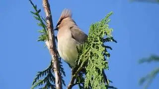 Cedar waxwings calling