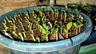 Adenium Seedling Growing #adenium #adeniumlover #ridvigardeningpets