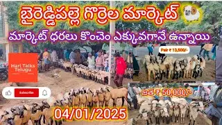 baireddipalle sheep market details 04/01/2025,Nellore Judipi🐏,బైరెడ్డిపల్లె గొర్రెల మార్కెట్ వివరాలు