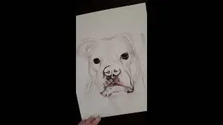 White pit bull watercolor time lapse by Halie French haliefrenchartwork.com