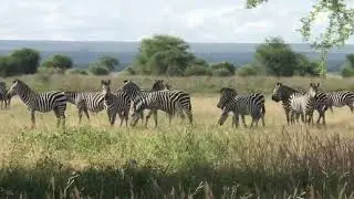 amazing waterbucks and zebras in Tarangire national park , please subscribe