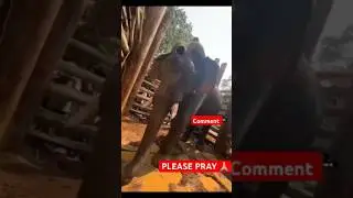 Hyderabad Forest News | HCU HYDERABAD GHACHI BABLI FOREST | Elephant attack on Jcb 😭 |  #shortsfeed