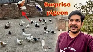 Jungli kabutron mein itna payar fancy kabutar kaha say Aa gya😱