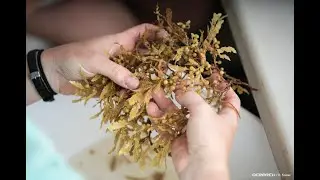 SCIENCE BRIEF: What is Sargassum?