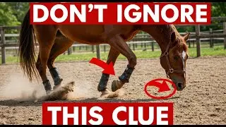 Horse Pawing Behavior Explained &mdash; Don&rsquo;t Ignore This Clue