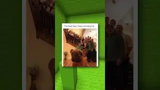 Funny Memes About Dog Memes 🐕