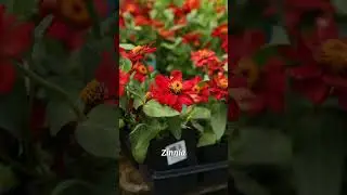 Endless Summer Annuals! - The Best Time for Planting is NOW!
