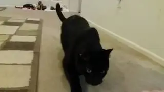A cat that likes fist bumps