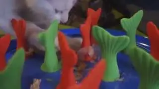 Go Fish Cat Toy