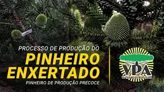 Processo de produção do PINHEIRO ENXERTADO