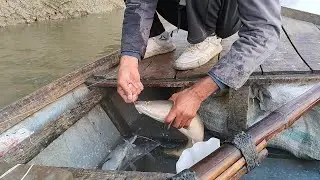 LIVE SNAKEHEAD FISHING | PATHAN FISH CATCHING #kalisindhfishing Part (191) #kalisindhfishing 