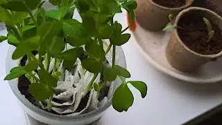 What I'm Growing In January + Poundland Haul