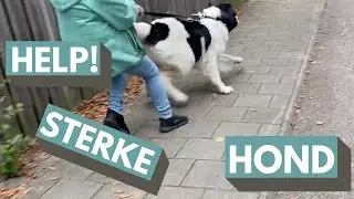STERKE HOND NIET TE HOUDEN - Hondencoaching | Leidy-methode