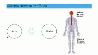 BIOLOGIA IV - Aula 01: Sistema Nervoso
