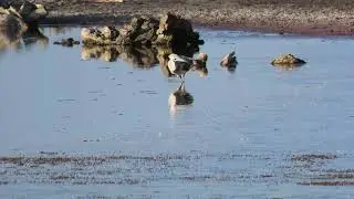 Little Blue heron wading and foraging. April 5, 2025. Little Cayman