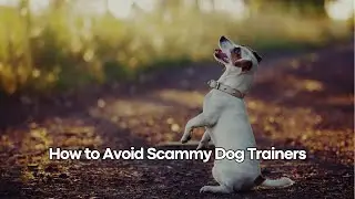 Unmasking Scammy Dog Trainers: Protect Your Pup! | Dog Works Radio