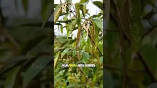 Hama kutu putih pada daun durian #shorts #durian #kutuputih #kebundurian
