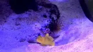 Knallkrebs Alpheus Bellulus und Zitronenw&auml;chtergrundel