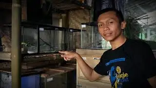 Membersihkan Kandang Ular & Biawak - Local Pets Independent Sumedang