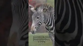Why Zebras Have Stripes