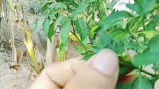 plant pia ☘️