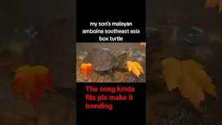 malayan box turtle   but the song kinda fits in