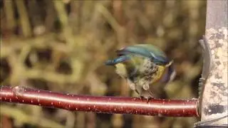 Little Birds Eating And Singing Backyard Compilation