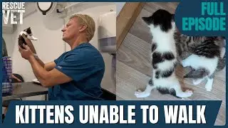 Swimmer Syndrome Kittens Make Incredible Recovery: Shocking Rescue Stories
