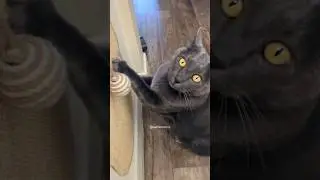 Wait for the boop ❤️ #RussianBlue #adoptdontshop #wethemoons