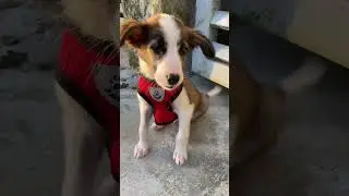Cute puppies Oreo & Ougal #shorts #reels #viral #trend #fyp #iscp #makemefamous #cutestpuppy #puppy