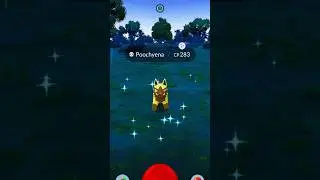 Pokemon Go New shiny✨🌟 poochyena Catching🤫✨ Evolve mightyena #shiny